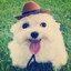 Homppo