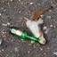 Intoxicated Squirrel