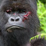 (KoRy†o)  Goriila ®