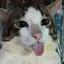 HyperAction