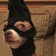 danglingdog