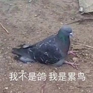 不是鸽子是累鸟
