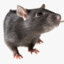 RatBanbury