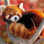 RedPandaKing