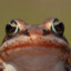 Frog Phrogman