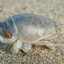 sandflea
