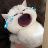 舌头分肉鼻子顶豆一会画9一会画6