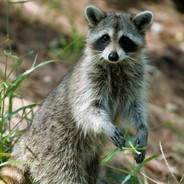 RaccoonDog