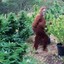 -Tree avatar
