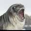 A Clumsy Harp Seal