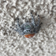 phidippus ulrichus
