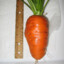 carrot0207