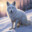 FROST | the snowfox