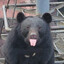bear