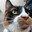 miso avatar