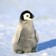 penguin