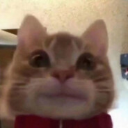 当猪脑过载时我会用牛