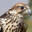 Falcon_AE