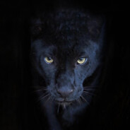 S1Nzera- avatar