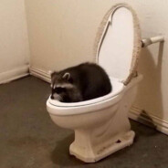 PxNq