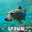 Виктор футджоб