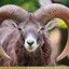 El Mouflon