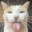 silly cat