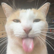 silly cat