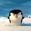пингвин ебашит