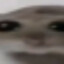 Looksmaxxer Frame Mogging