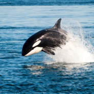 willie the whale Steam avatar
