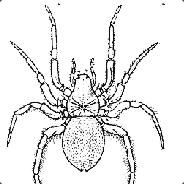 .spider ̿ε(●̮̮̃•̃)з