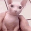 bingle