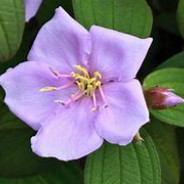 花开富贵李二狗