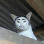 LABUBU
