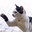 Kitler