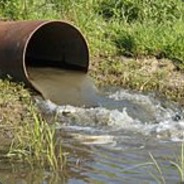 Dominik wozniacki to chuj