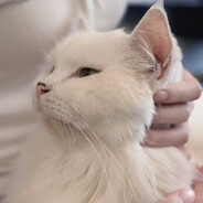 回到过去变成CAT