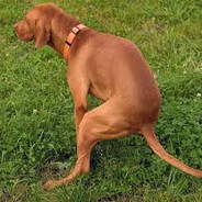 Log Dog