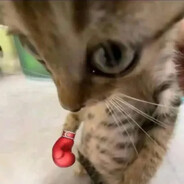 rocky tata rocky - steam id 76561199217143380