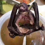 WuHan Bat Soup Special