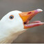 GOOSE