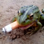 уретральный гад