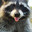 Your Average Raccoon
