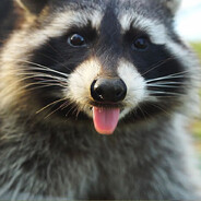 Your Average Raccoon