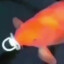 ⁶⁹ | Fish