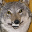 NotaSwearwolf