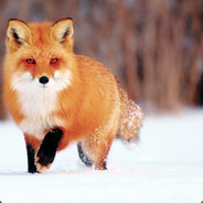 Cunning Fox
