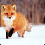 Cunning Fox