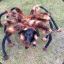 SPIDER DOG